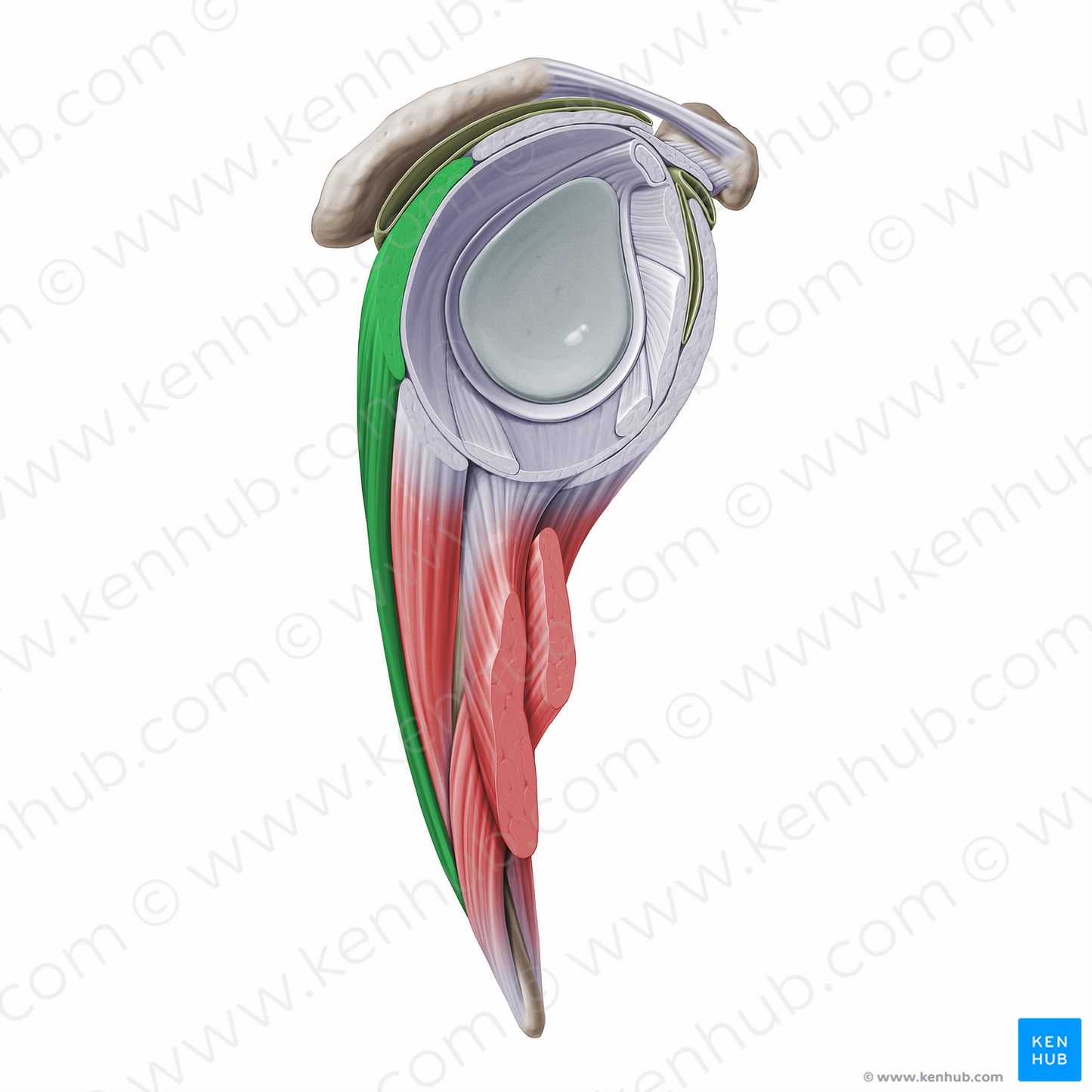 Infraspinatus muscle (#16267)