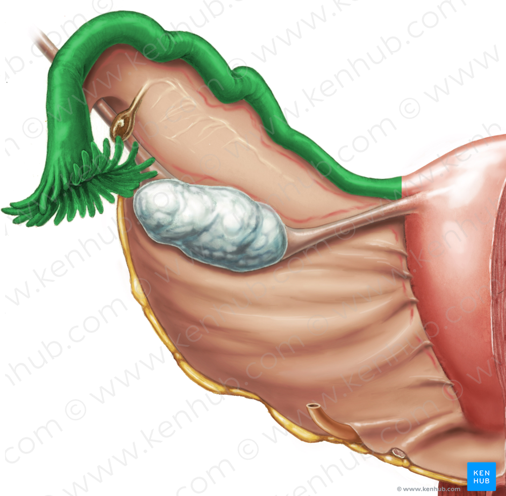 Uterine tube (#9685)