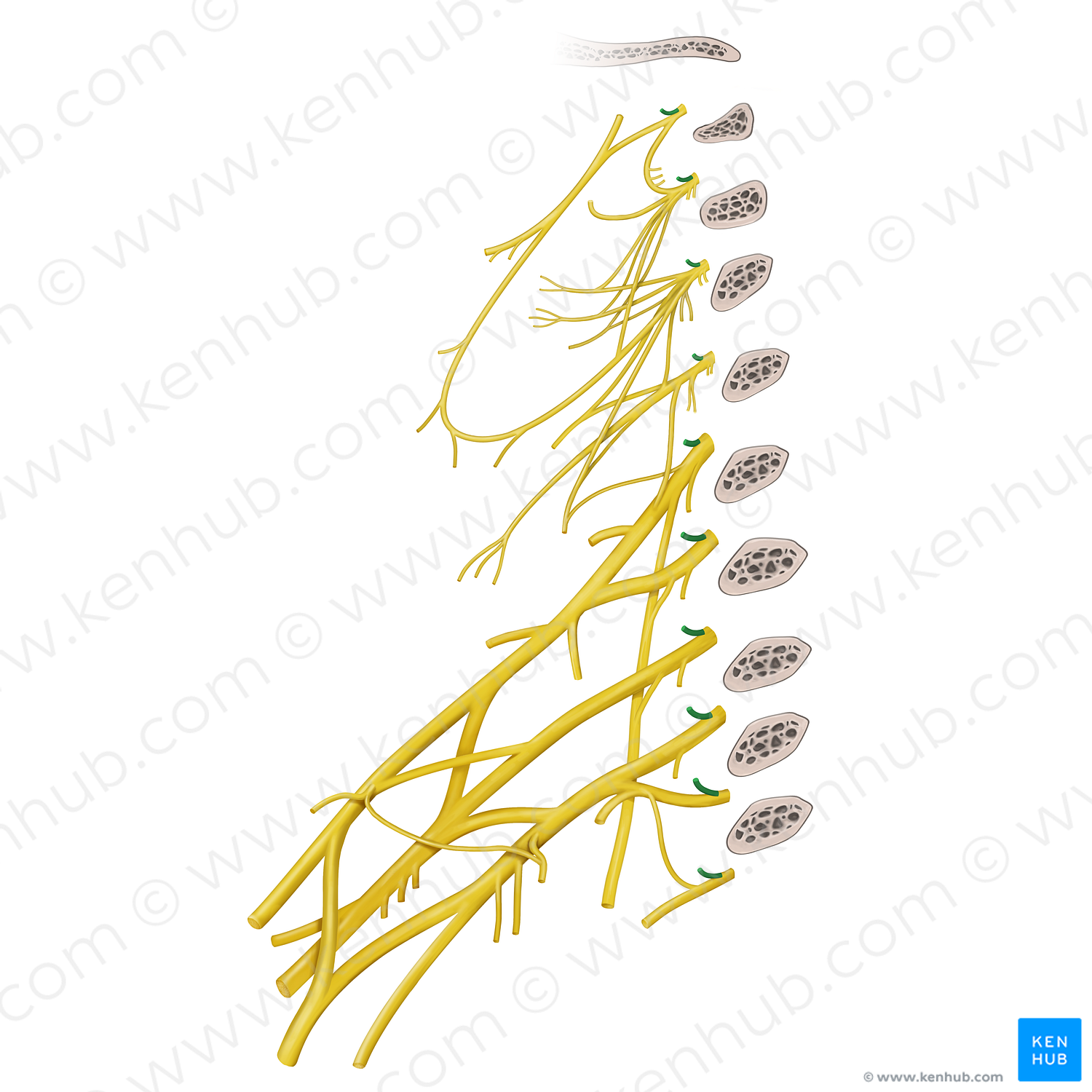 Posterior rami of spinal nerves C1-T2 (#20536) – Kenhub Image License Store
