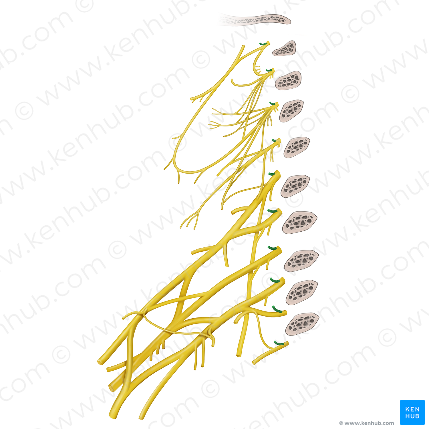 Posterior rami of spinal nerves C1-T2 (#20536)