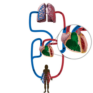 Right ventricle of heart (#19835)