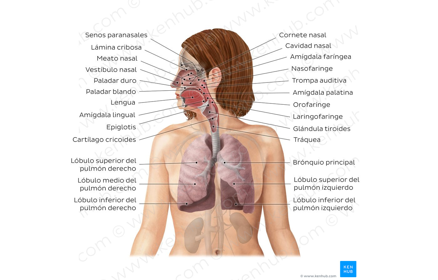 Respiratory system (Spanish)