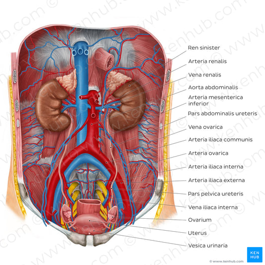 Ureters in situ (Latin)