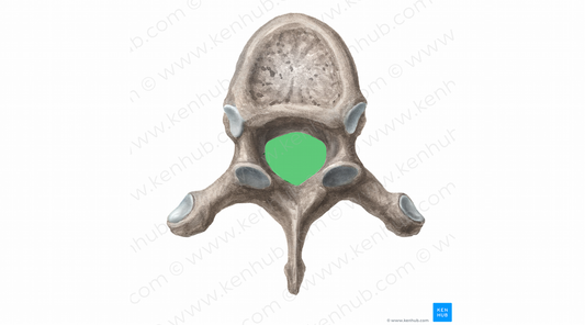 Vertebral foramen (#11391)