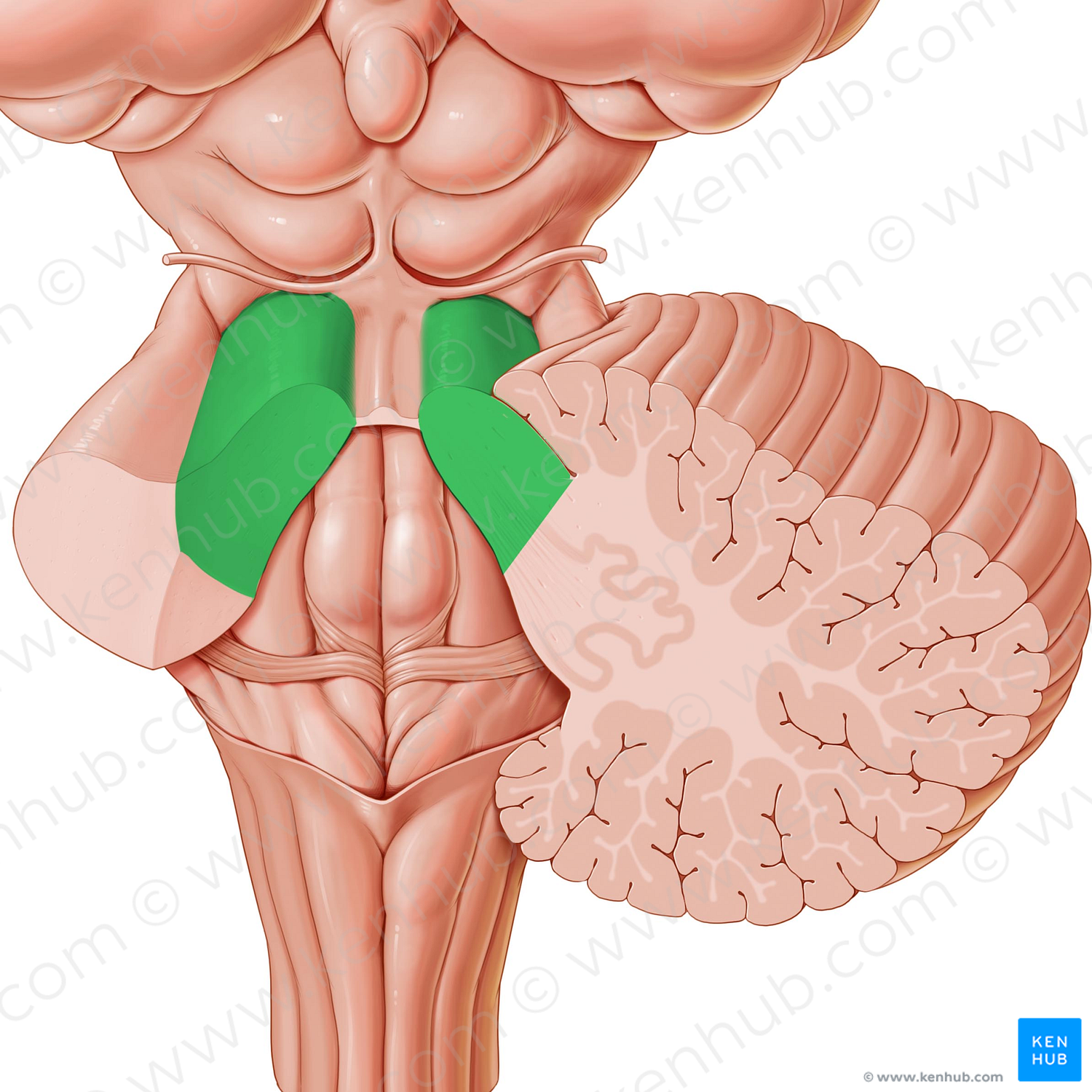 Superior cerebellar peduncle (#7837)