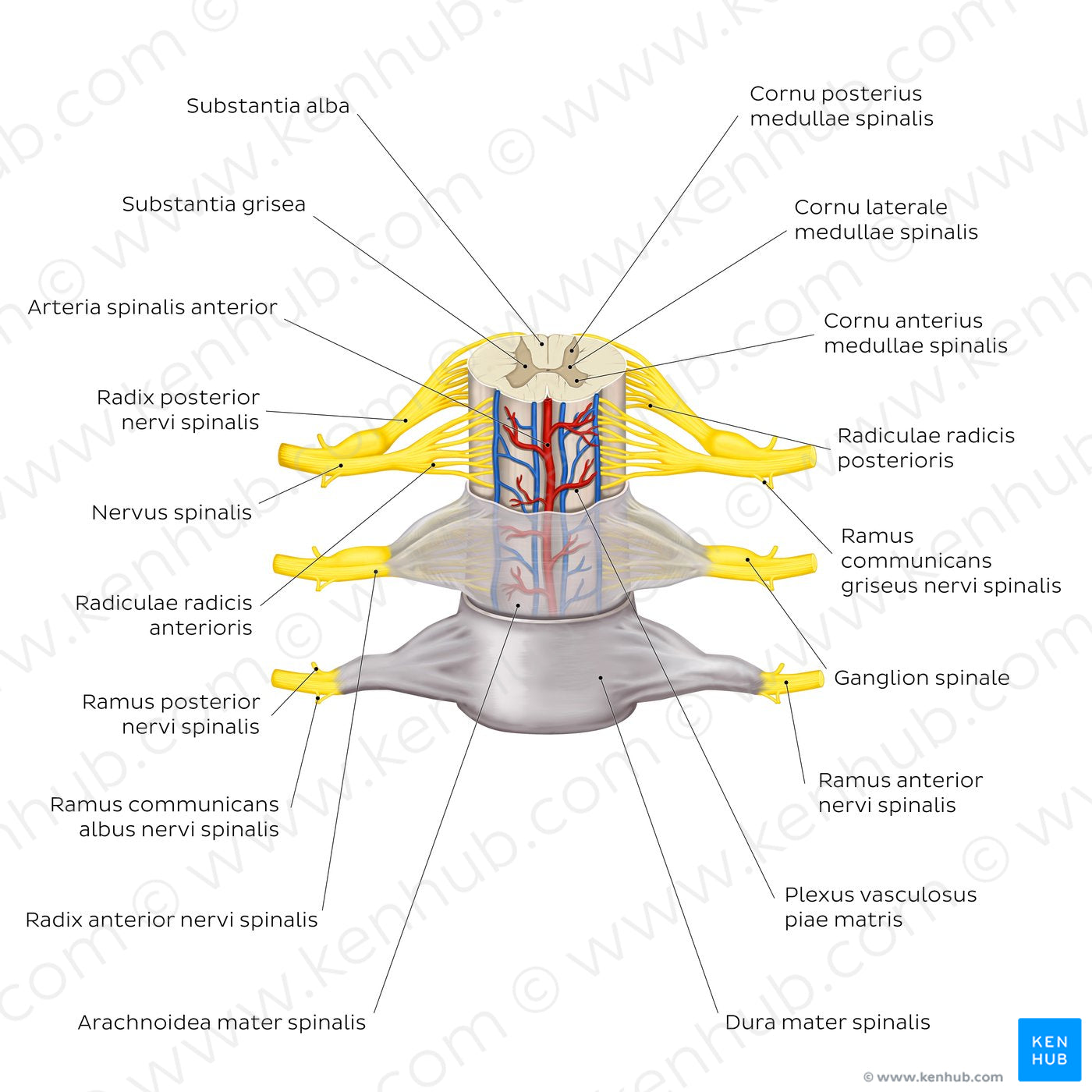 Spinal membranes and nerve roots (Latin)