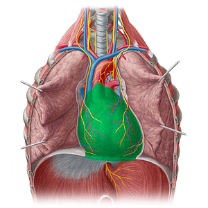 Pericardium (#7853)