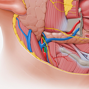 External carotid artery (#968)