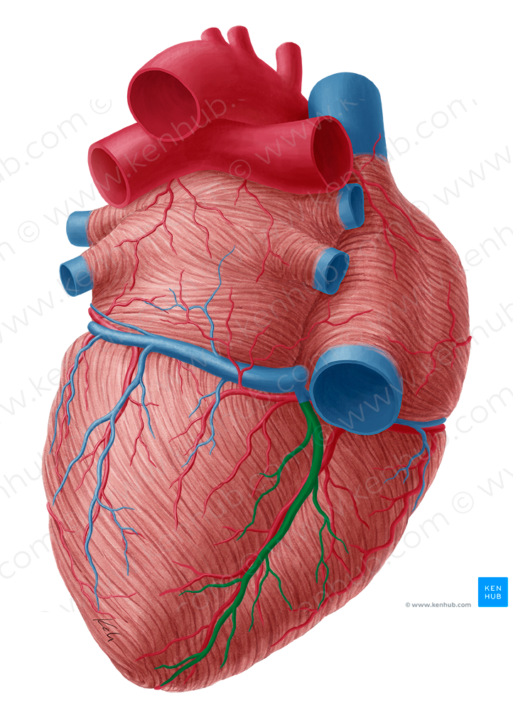 Middle cardiac vein (#10032)