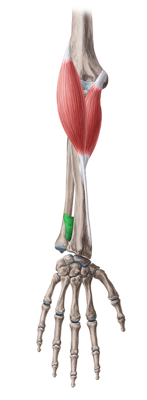 Pronator quadratus muscle (#5772)