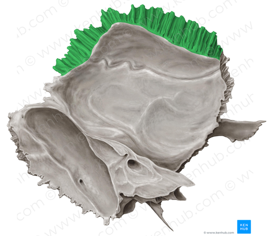 Parietal margin of temporal bone (#4947)