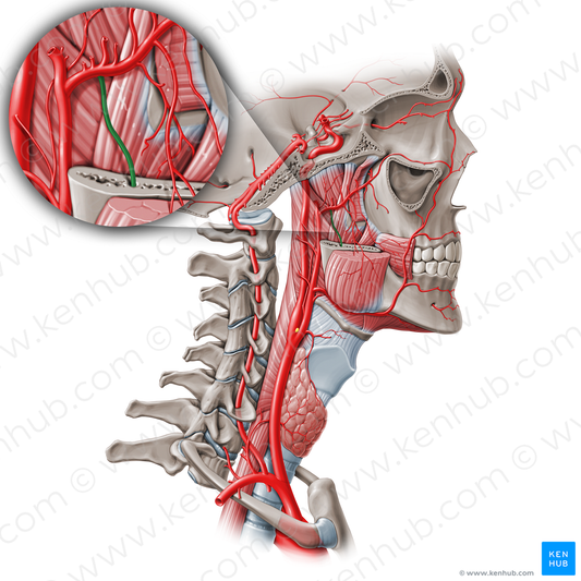 Inferior alveolar artery (#877)
