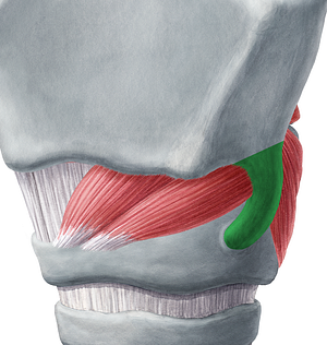 Inferior horn of thyroid cartilage (#2857)