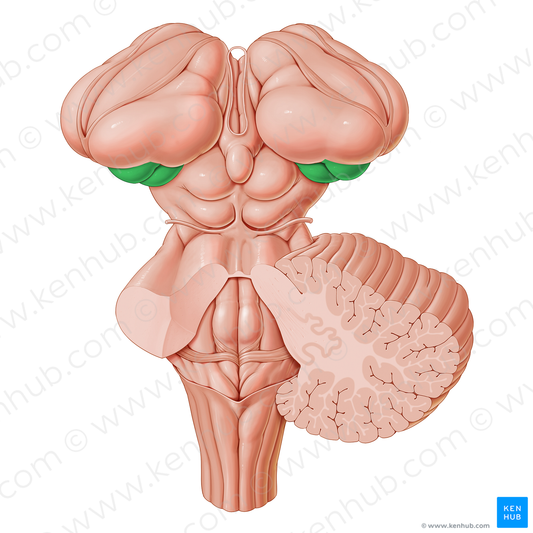 Metathalamus (#16168)