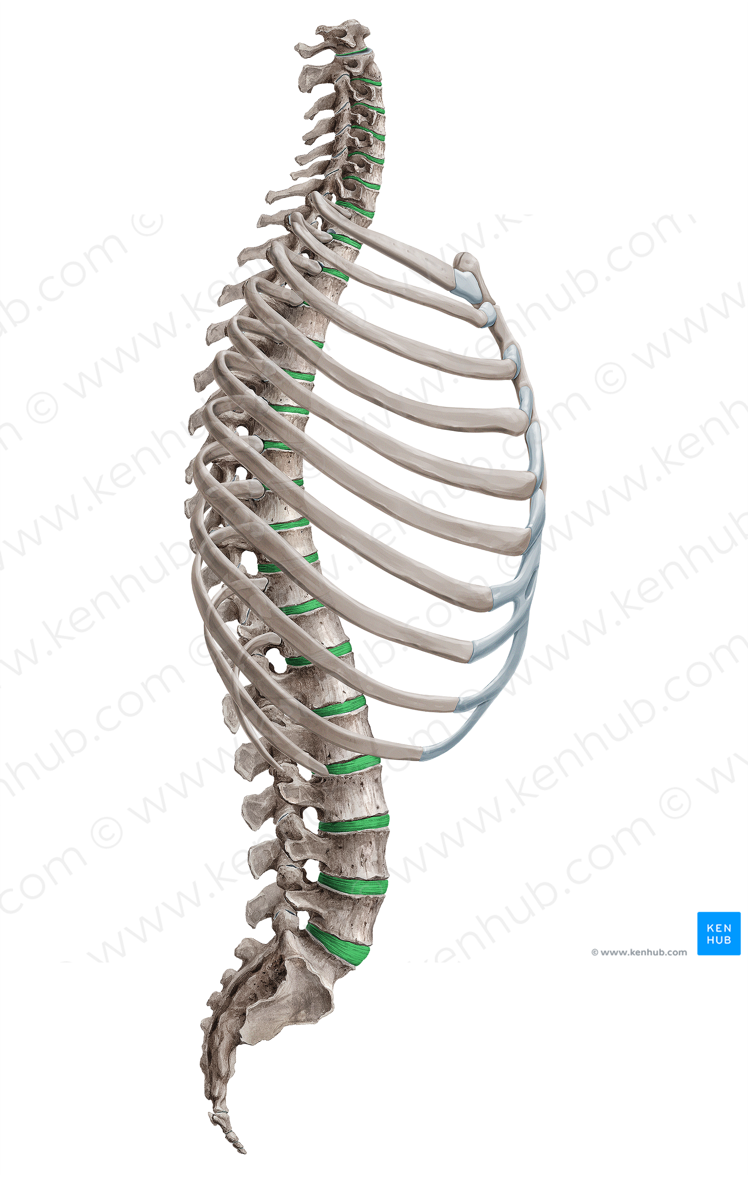 Intervertebral disc (#18081)