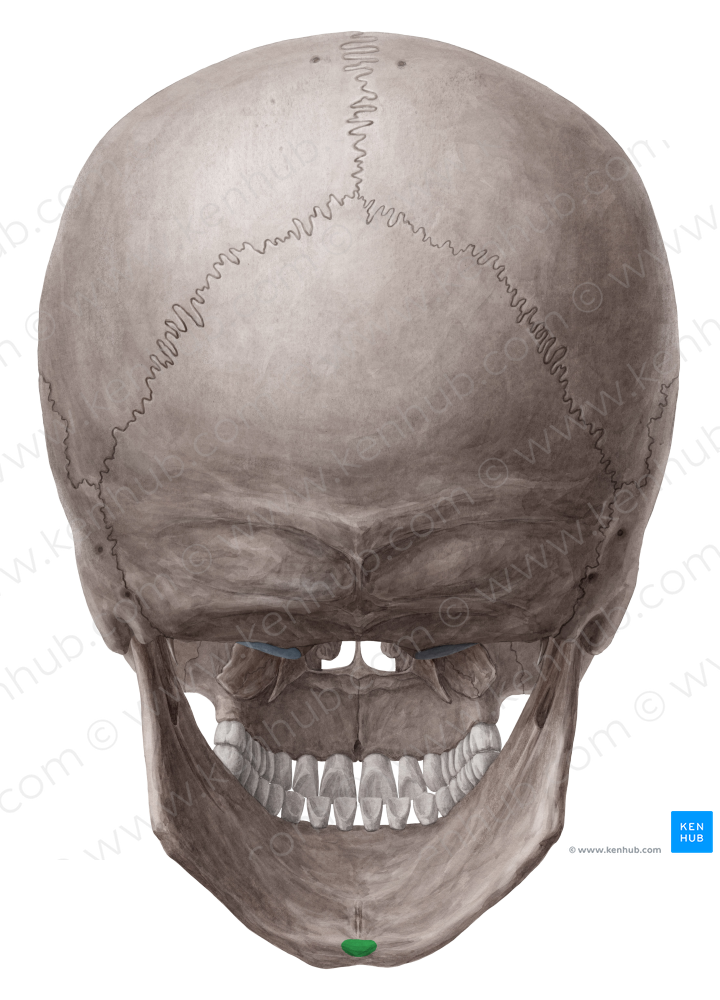Inferior mental spine of mandible (#9105)