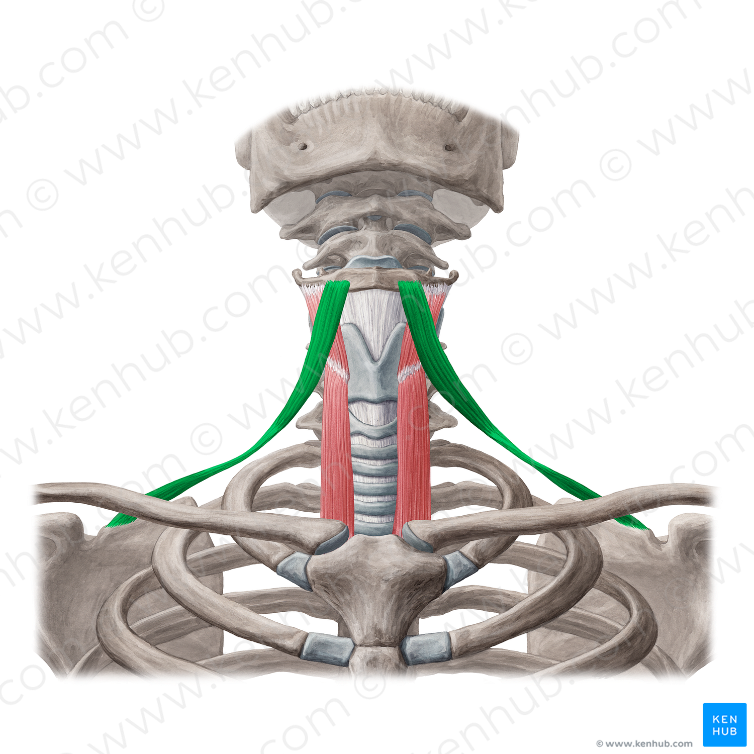 Omohyoid muscle (#5686)