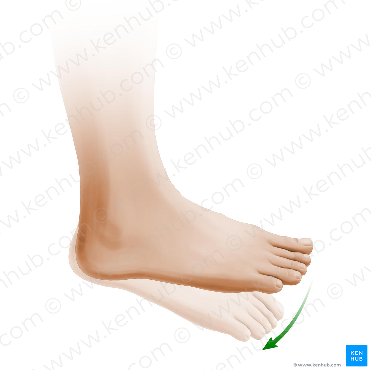 Plantar flexion of foot (#11027)