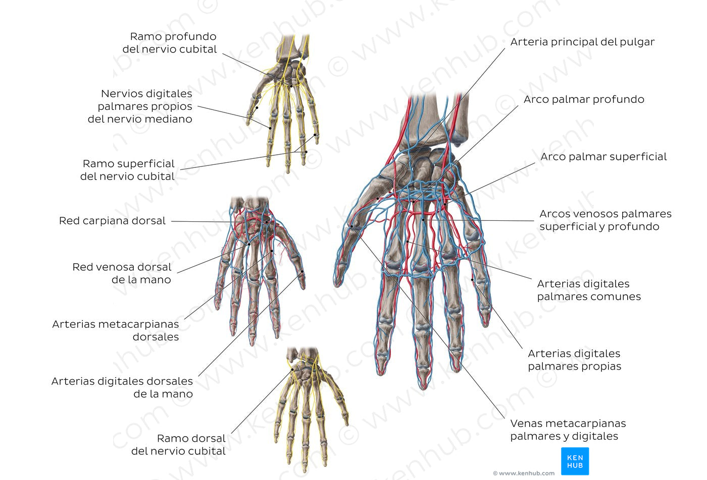 Neurovasculature of the hand (Spanish)