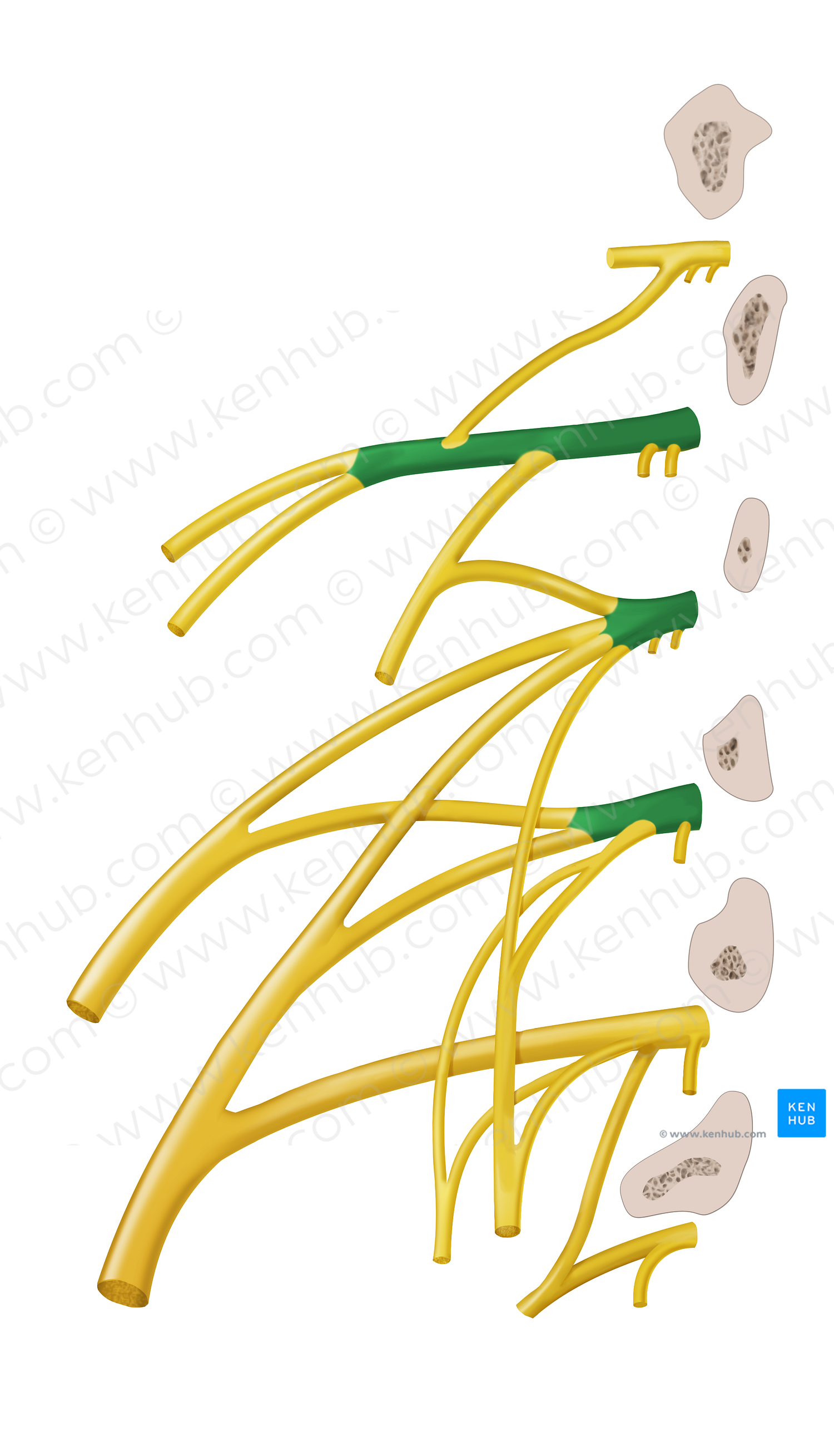 Anterior rami of spinal nerves L1-L3 (#18275)