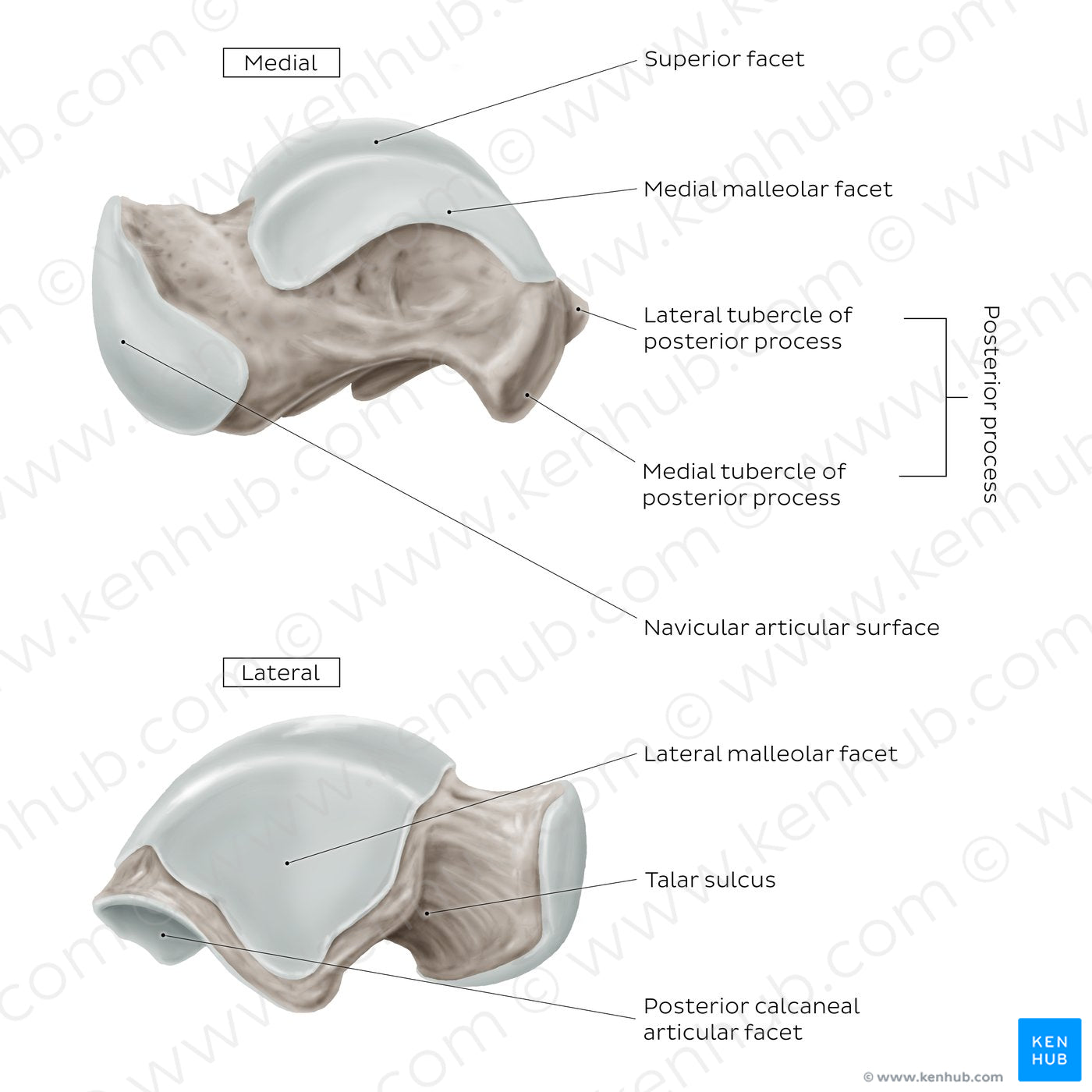 Talus (Medial and lateral view) (English)