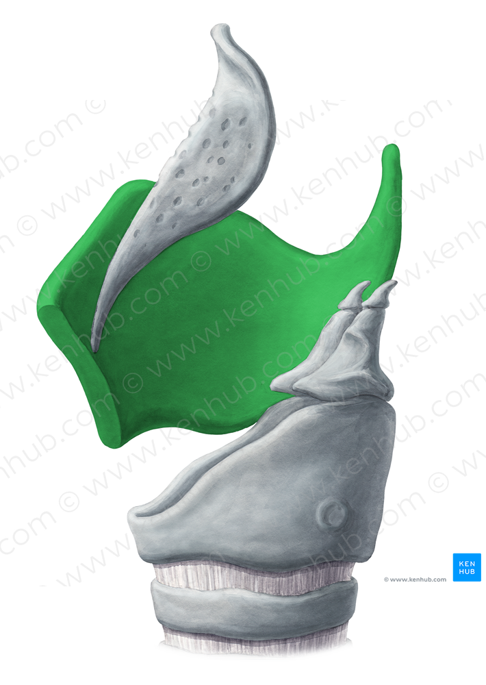 Thyroid cartilage (#2506)