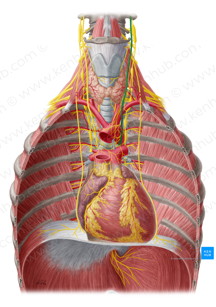 Left vagus nerve (#6897)