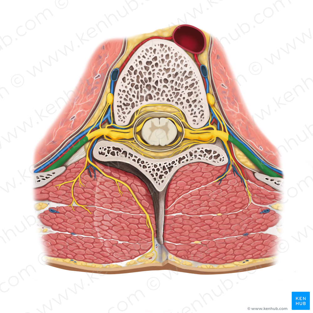 Anterior ramus of spinal nerve (#8591)