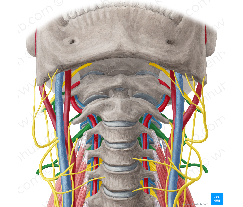 Cervical plexus (#7971)