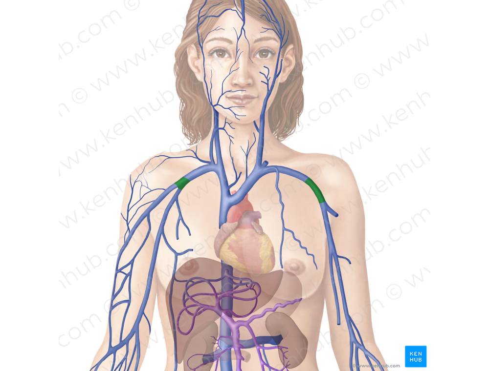 Axillary vein (#9961)