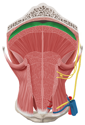 Mucosa of tongue (#9813)