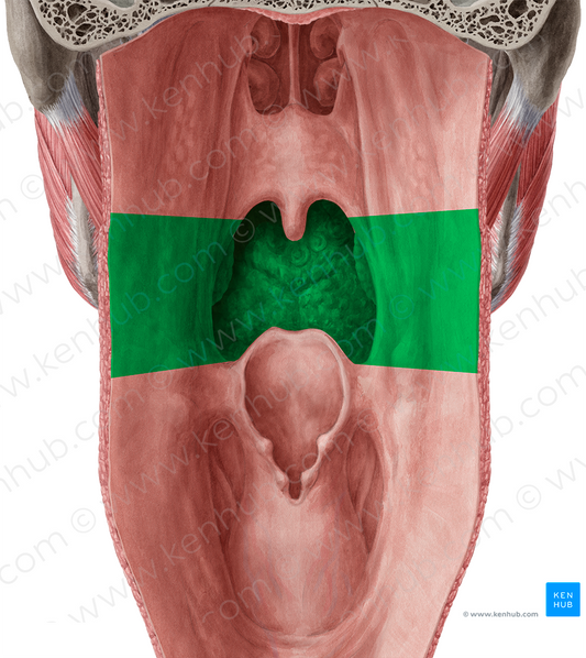 Oropharynx (#7748)