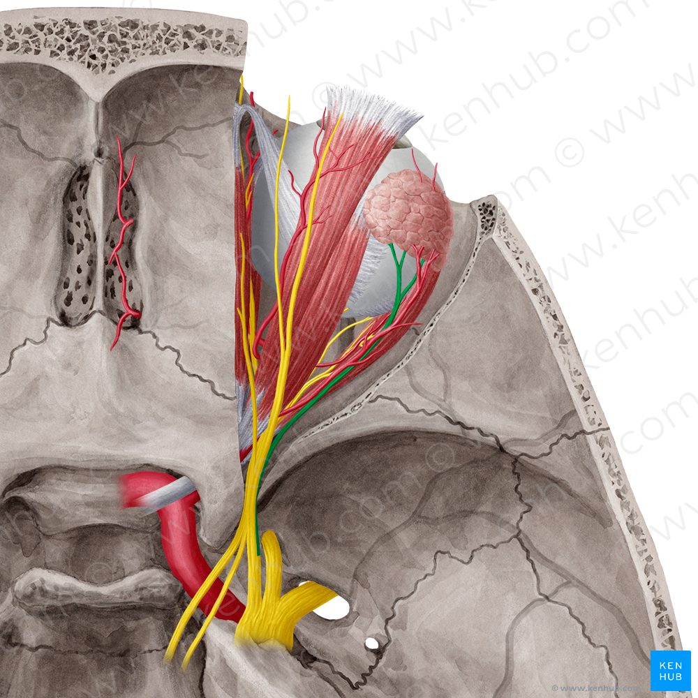 Lacrimal nerve (#6501)