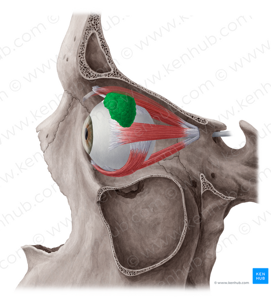 Lacrimal gland (#18203)