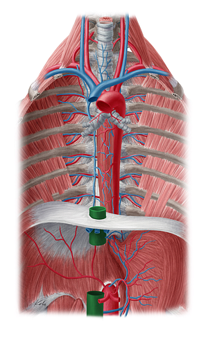 Inferior vena cava (#10066)