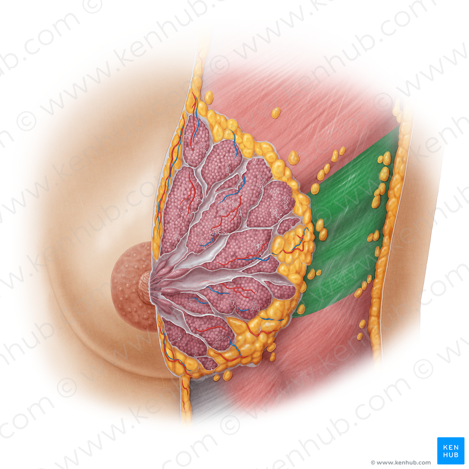 Serratus anterior muscle (#5943)