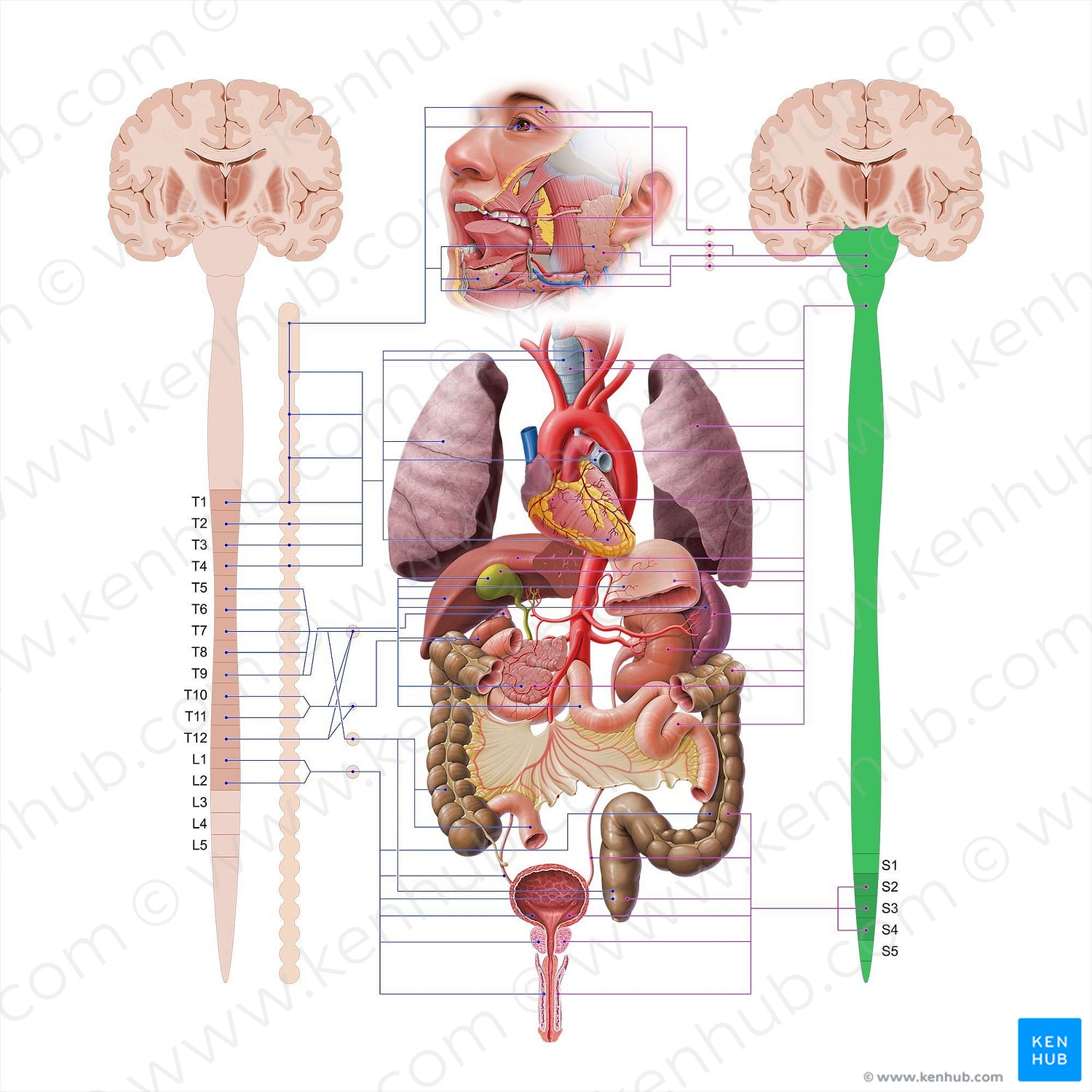 Parasympathetic nervous system (#18624)