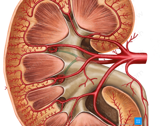 Posterior segmental artery of kidney (#1208)