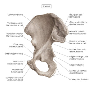 Hip bone (medial view) (German)