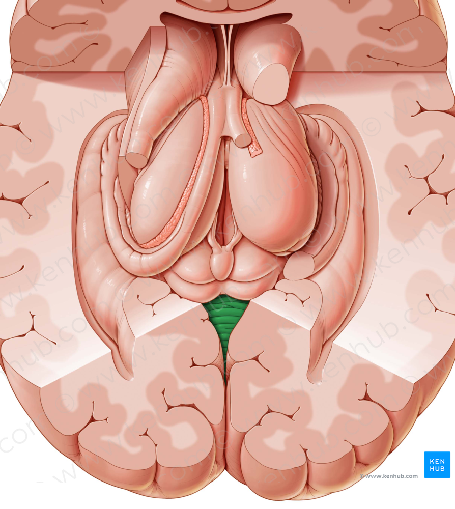 Cerebellum (#2573)