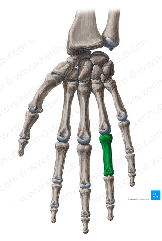 Fourth proximal phalanx of the hand (#7930)