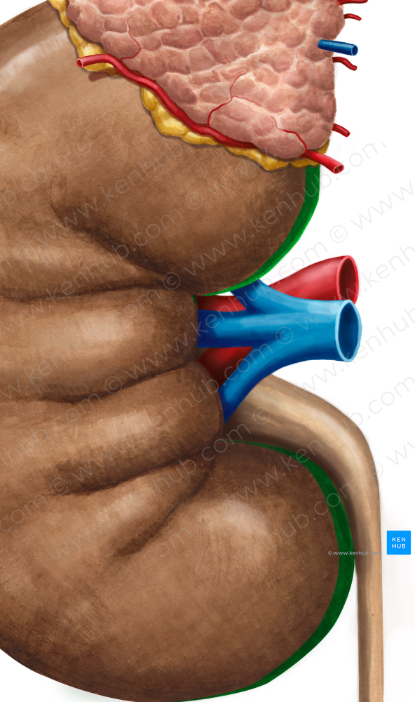 Medial border of kidney (#4938)