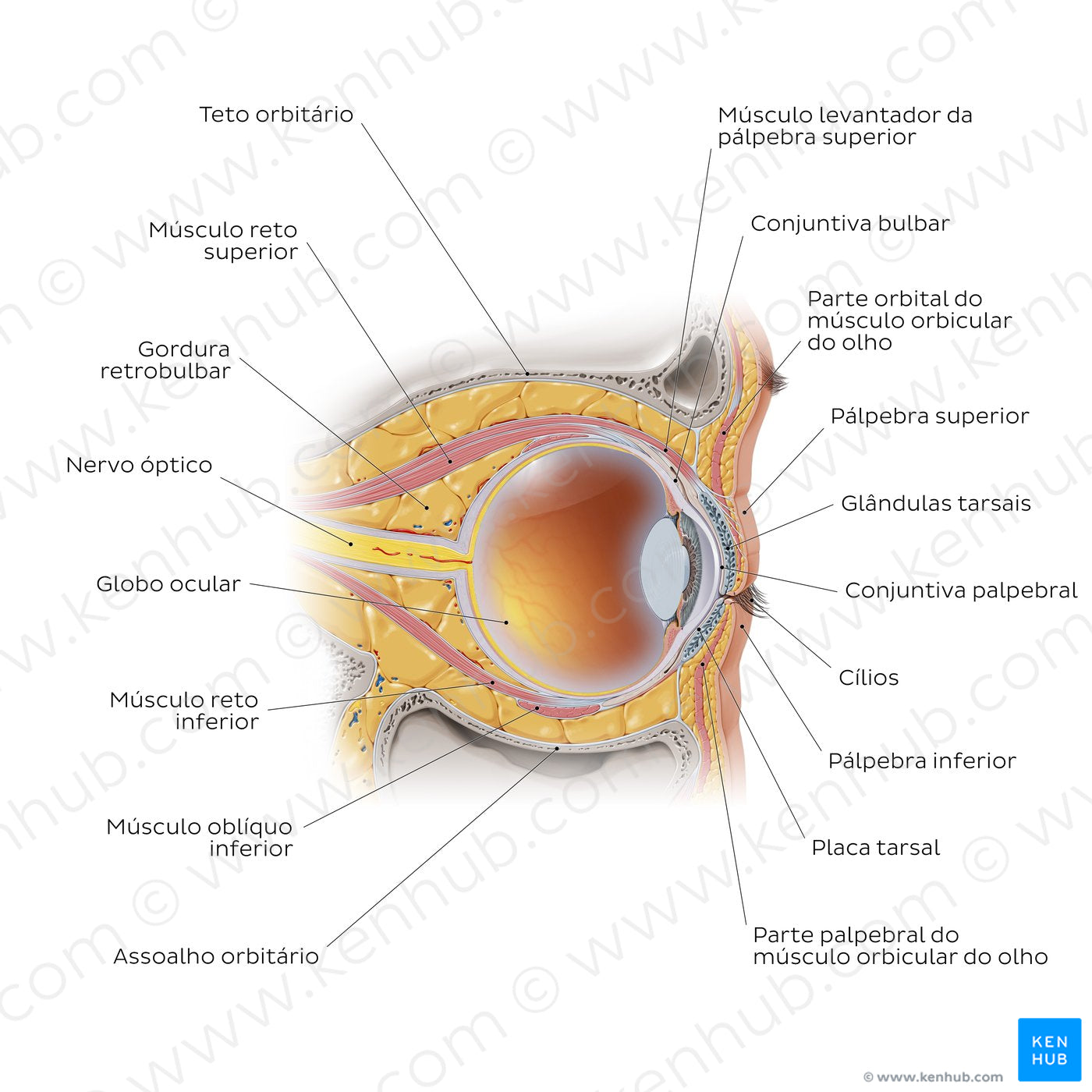 Eye in situ: sagittal section (Portuguese)