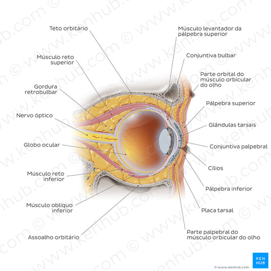 Eye in situ: sagittal section (Portuguese)