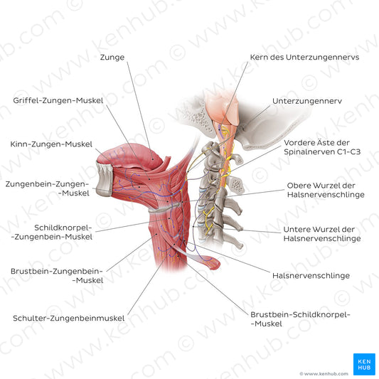 Hypoglossal nerve (German)