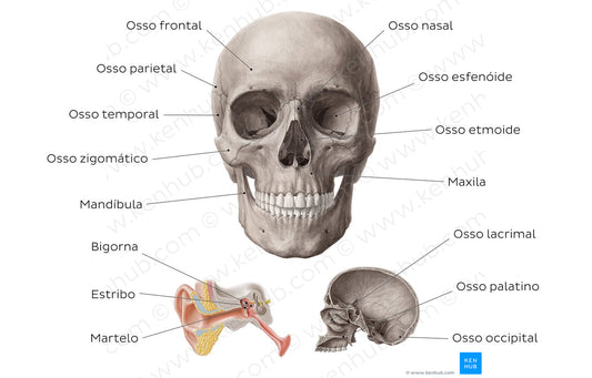 Main bones of the head (Portuguese)