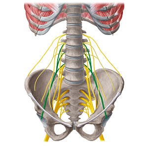 Femoral nerve (#21567)