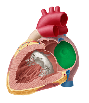 Interatrial septum (#8981)