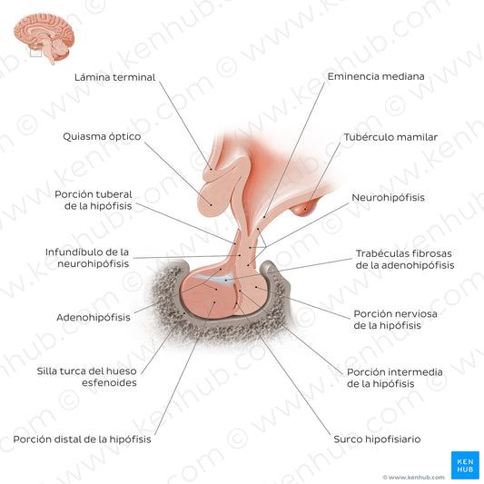 Pituitary gland (Spanish)