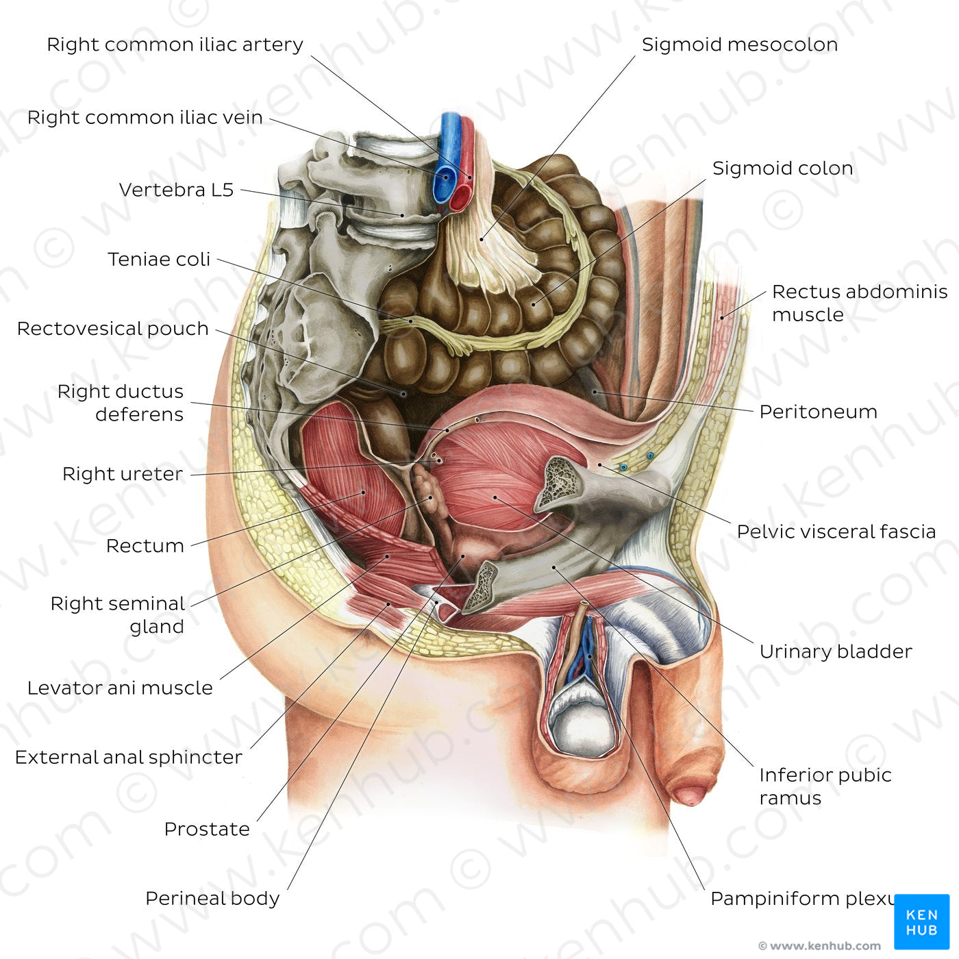 Male pelvic viscera and perineum (English)